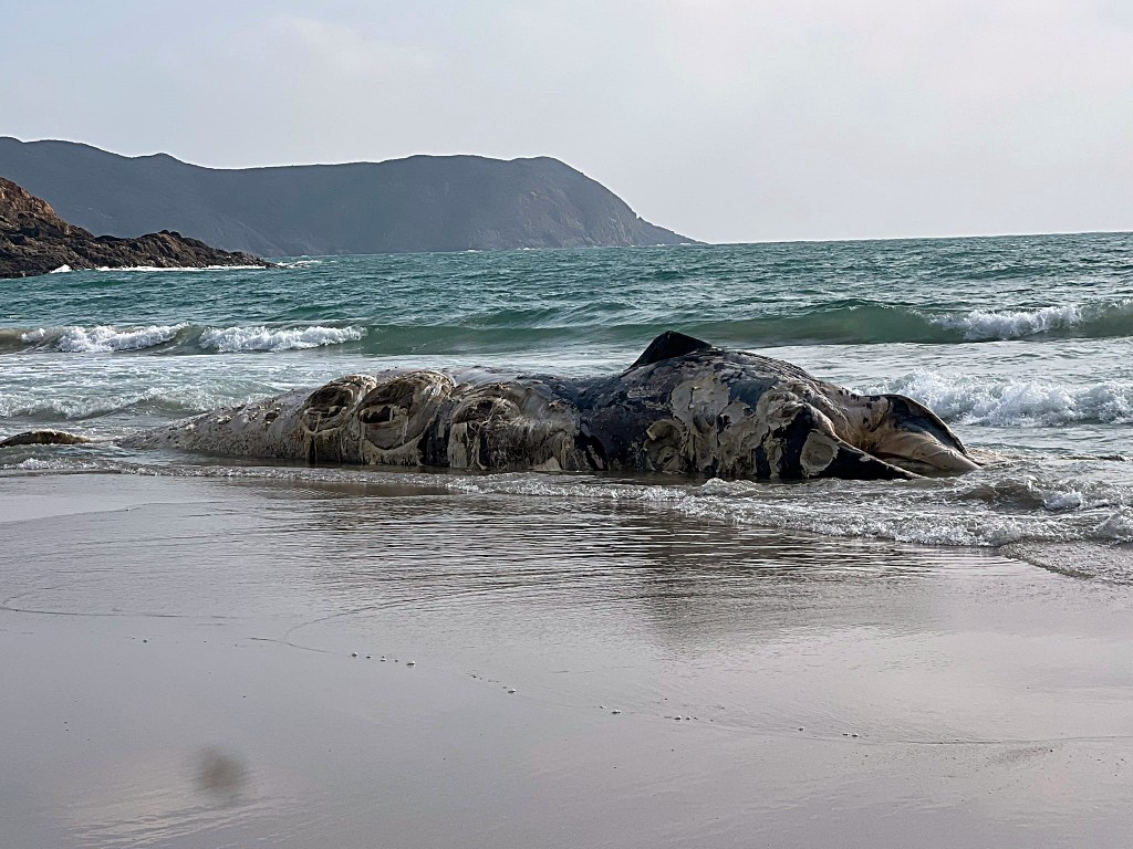 鯨屍嚴重腐爛。讀者提供