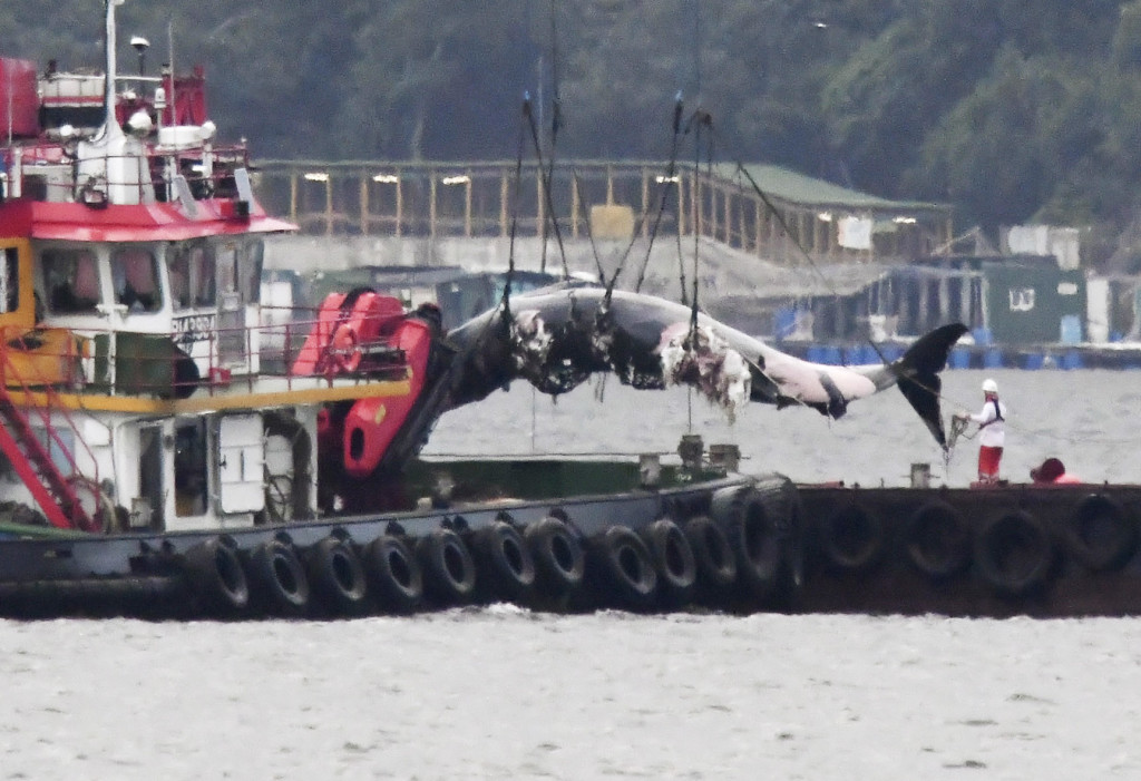 彭莉恩建議政府將今次鯨魚出沒的西貢牛尾海劃為保護區，避免日後再發生同類事件。資料圖片