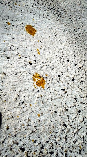 被六價鉻污染的野貓在電鍍廠地下留下黃色腳印。