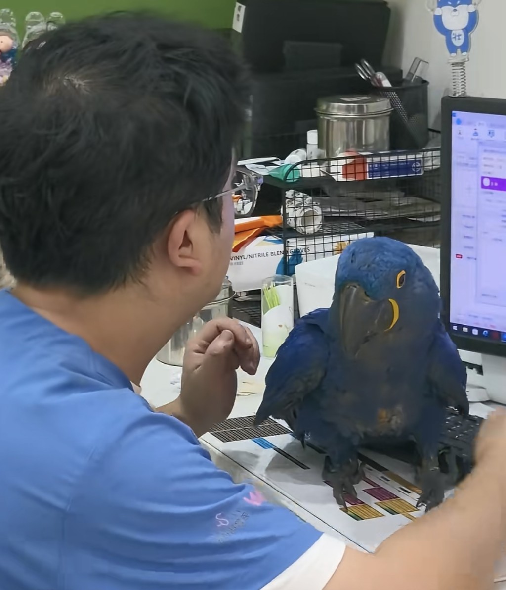 鸚鵡患分離焦慮需持續有人陪伴。抖音@亞馬森寵物醫院