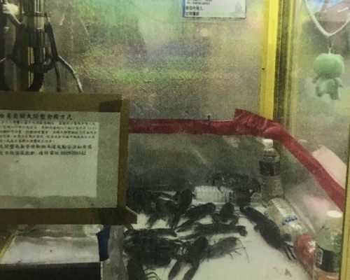 一名台男竟將14隻澳洲小龍蝦以及3隻大閘蟹，擺放在夾公仔機內。網圖
