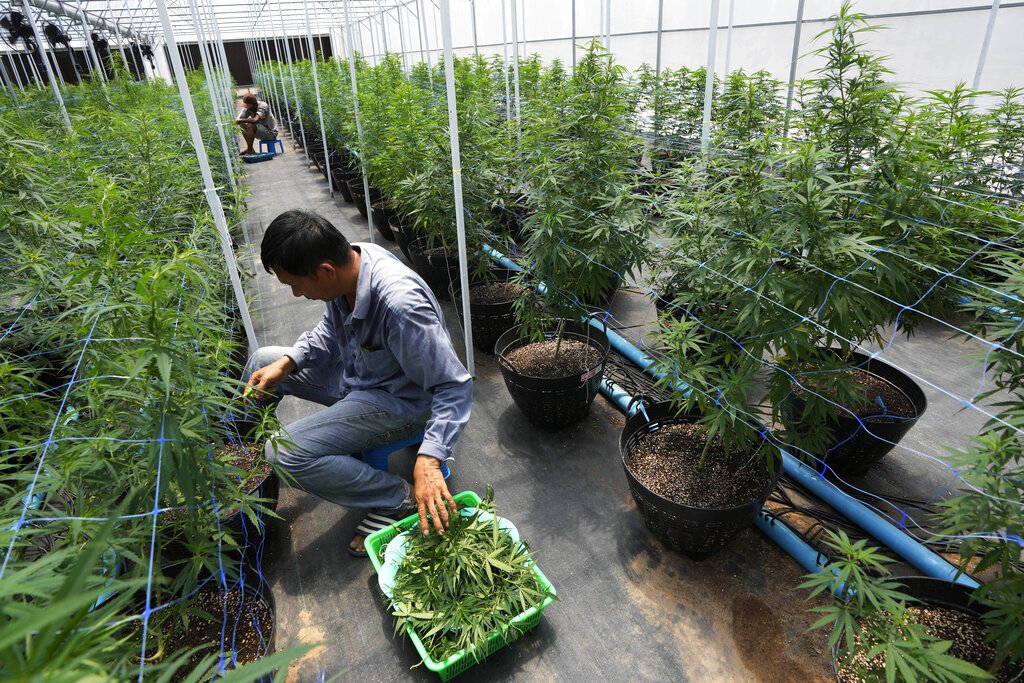 泰國當局料將分發100萬株大麻幼苗，推動大麻種植。美聯社圖片
