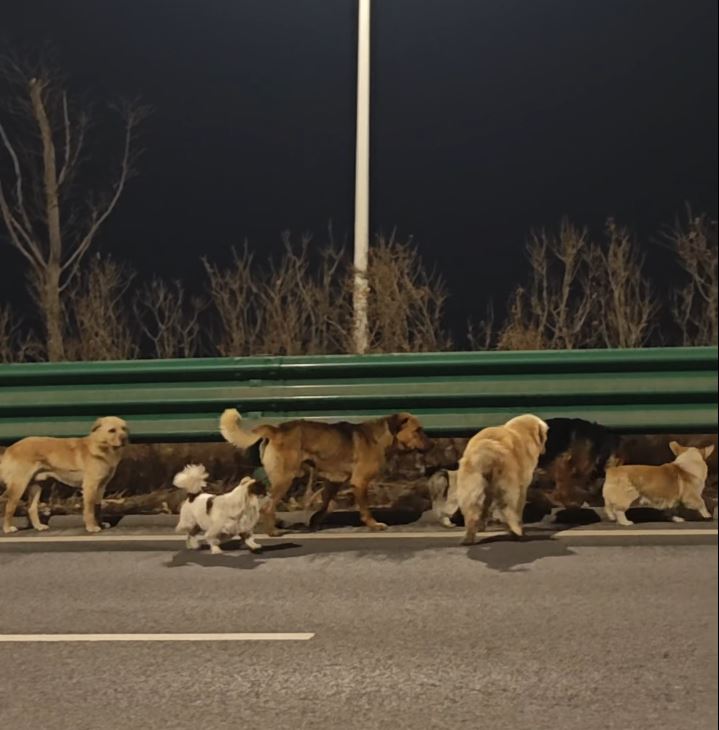 同村7犬成功逃生，结伴步行17公里回家。抖音＠冯伟