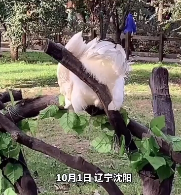 其中一隻白孔雀還因為掙扎懸吊在樹上。網圖