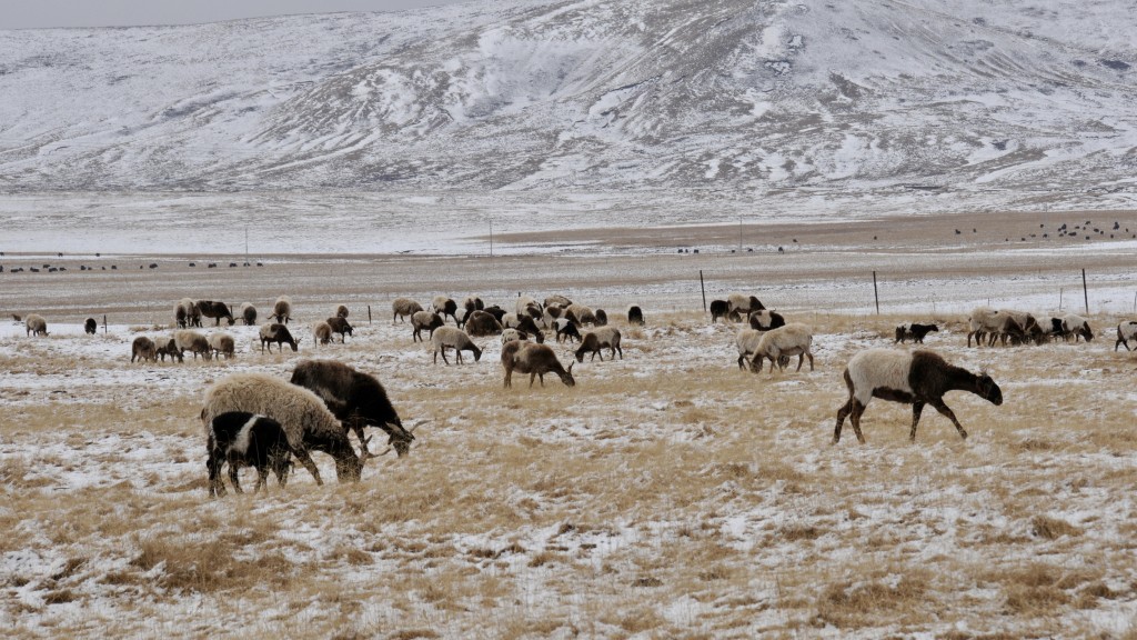 青海一群歐拉羊在雪後的草原上吃草。 新華社