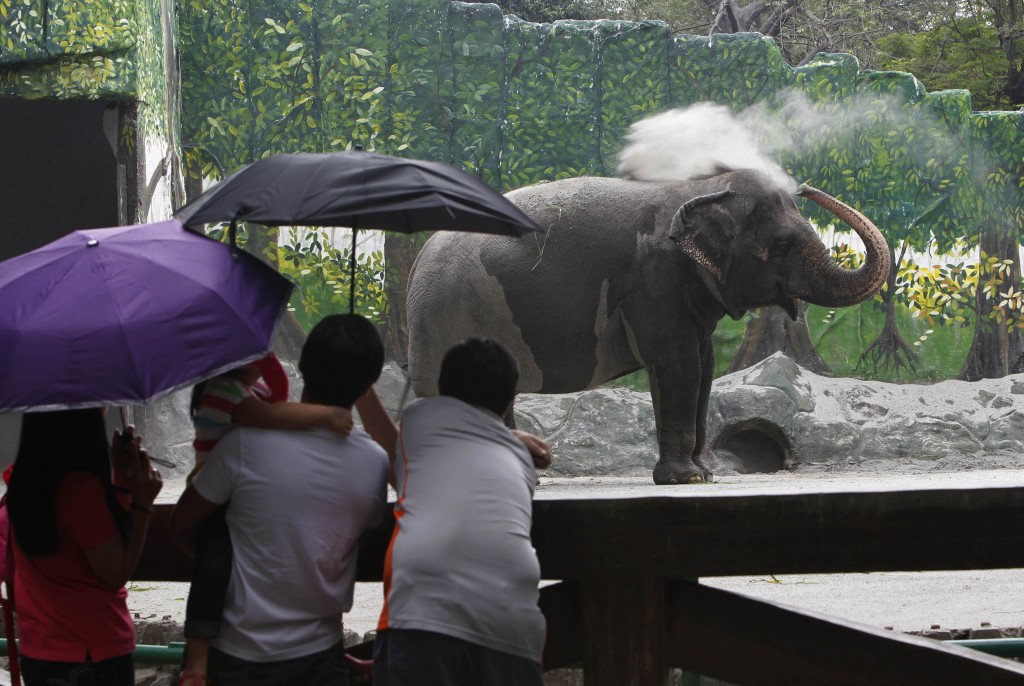 動物園的遊客看Mali玩水。 美聯社