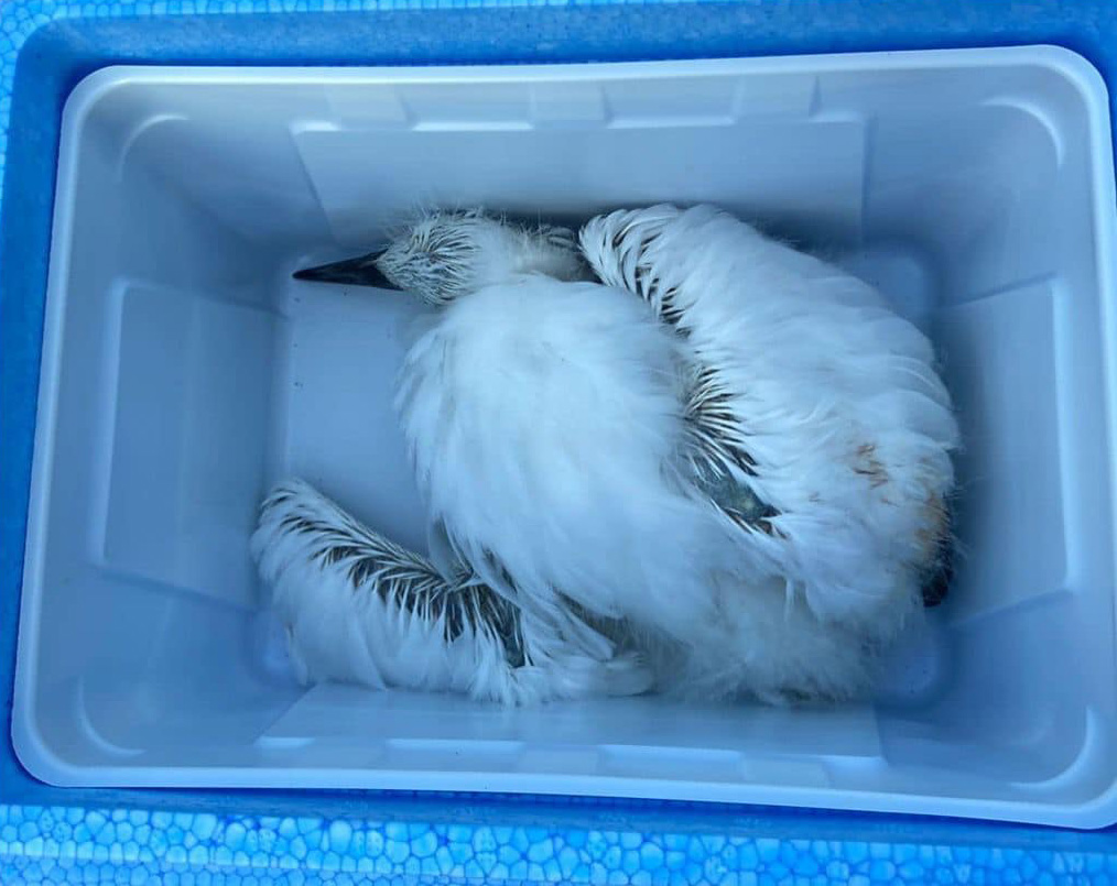 有街坊伸出援手，購買膠箱暫存小鷺鳥。劉勇威fb圖片