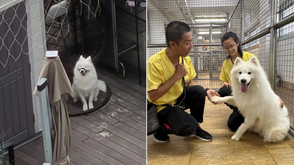 啟德西摩犬困豪宅天台惹議 愛協:狗主決定棄養 已接走初步健康