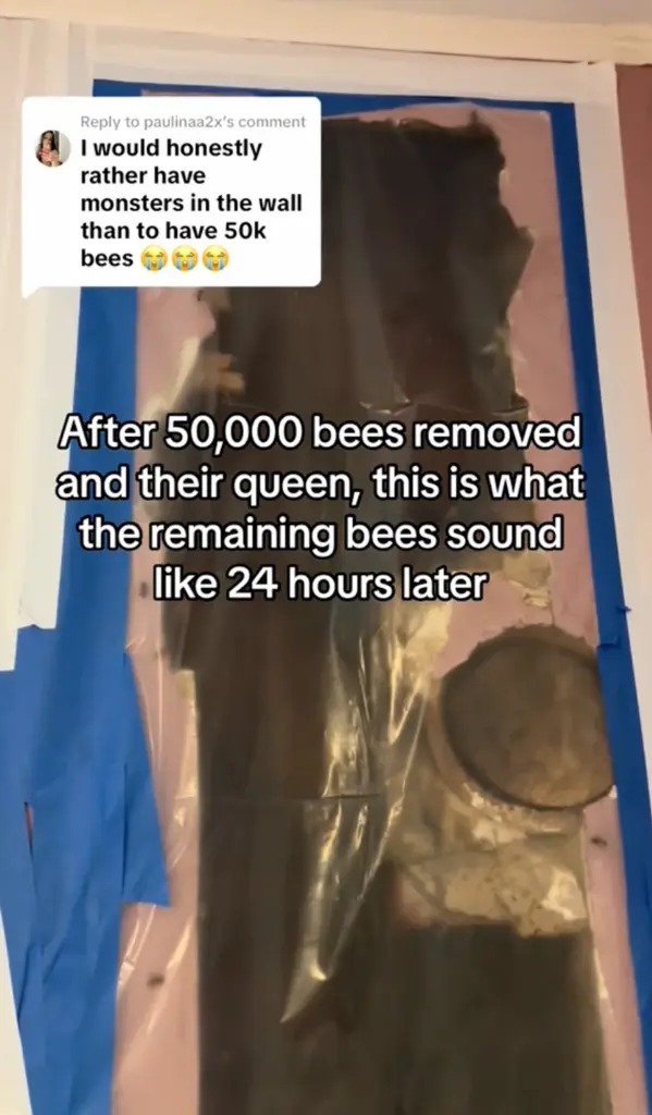 有網民留言稱，寧願牆上真的有怪物，也不願有5萬隻蜜蜂。網圖