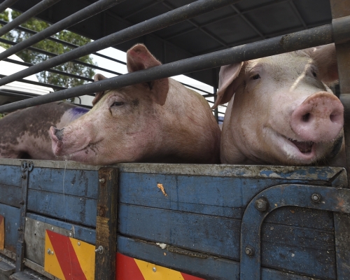 Sads-CoV有机会跨物种传染人类。资料图片