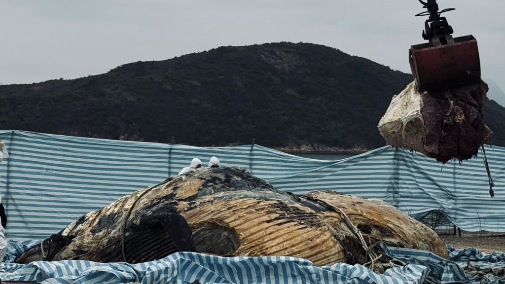 工作人員於萬宜水庫西壩處理鯨魚屍體。漁護署FB 工作人員於萬宜水庫西壩處理鯨魚屍體。漁護署FB