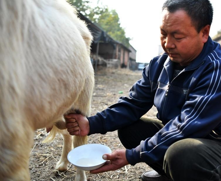 石家莊有一隻公羊能產奶。網上圖片