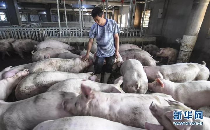 内地生猪供应失衡，猪肉大跌价。新华社