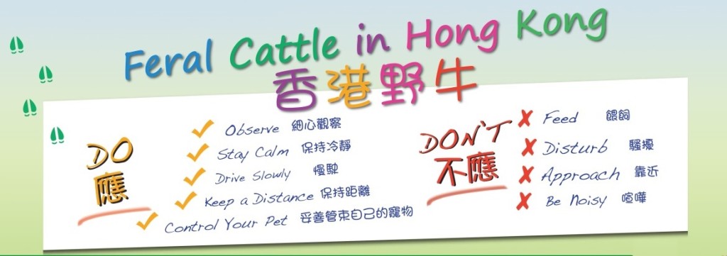 漁護署牛隻管理隊在該署官網,提醒市民遇到流浪牛做法。 漁護署牛隻管理隊在該署官網,提醒市民遇到流浪牛做法。