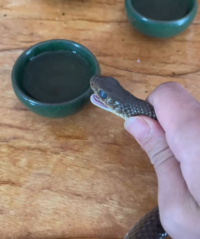 桂林女蛇王自小與蛇為伴，現在養6萬毒蛇，年入百萬元。抖音