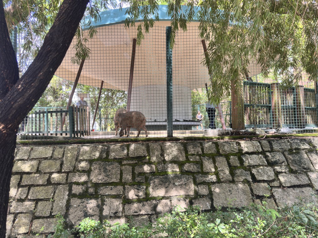 2只野猪走入上李屋花园。