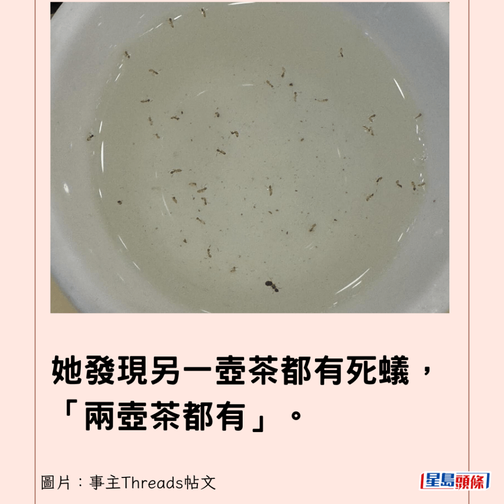 她發現另一壺茶都有死蟻，「兩壺茶都有」。