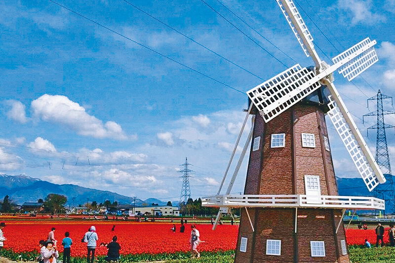 ●春日的新潟百花齊放，紫藤花與鬱金香等盛放的花卉，便會營造出一幅幅漂亮的春日風景畫。
