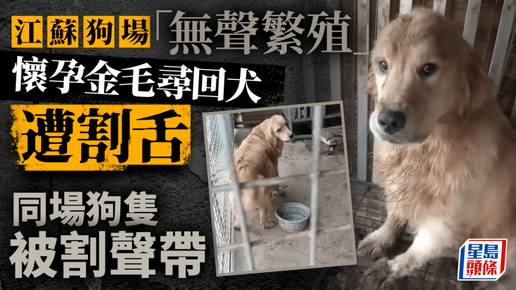 江蘇一狗場被揭疑割去狗隻的聲帶。