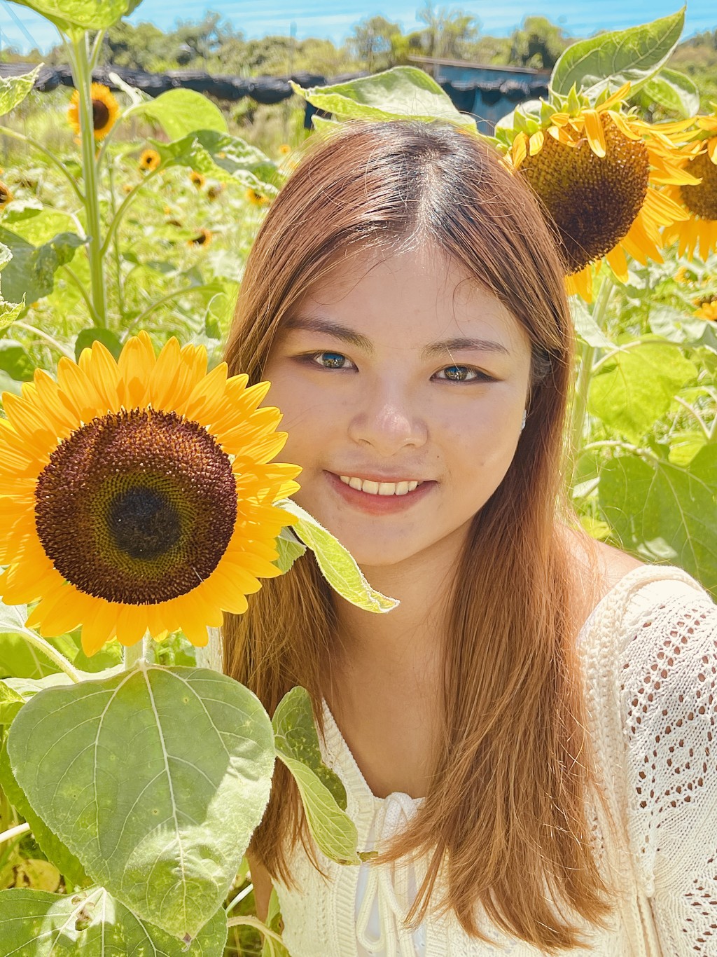 太陽花花海打卡攻略4.利用太陽花做道具