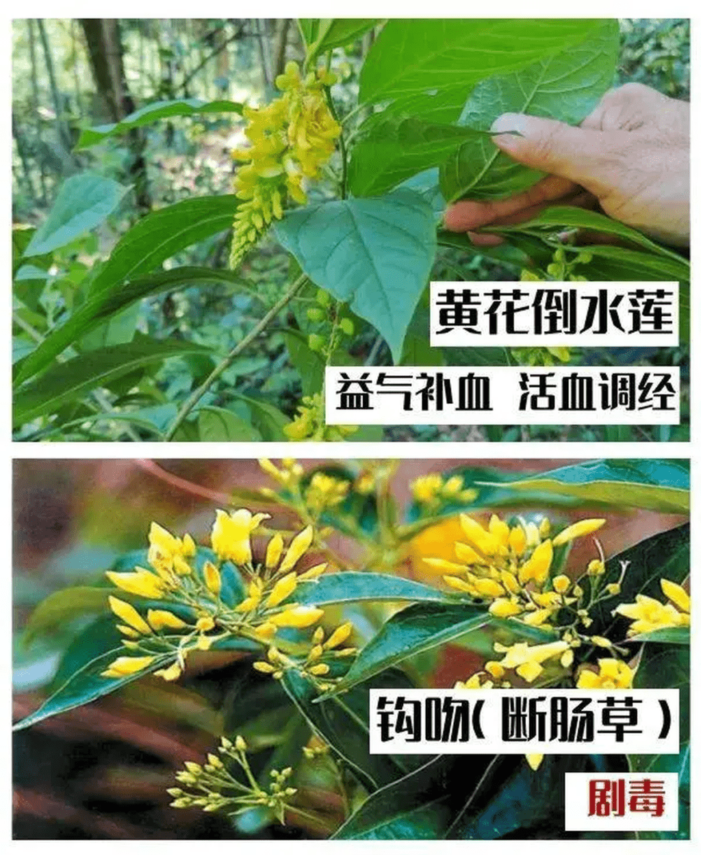 「斷腸草」是一種劇毒的植物，花和金銀花，黃花倒水蓮特別相像，經常有人誤採、誤食後中毒。