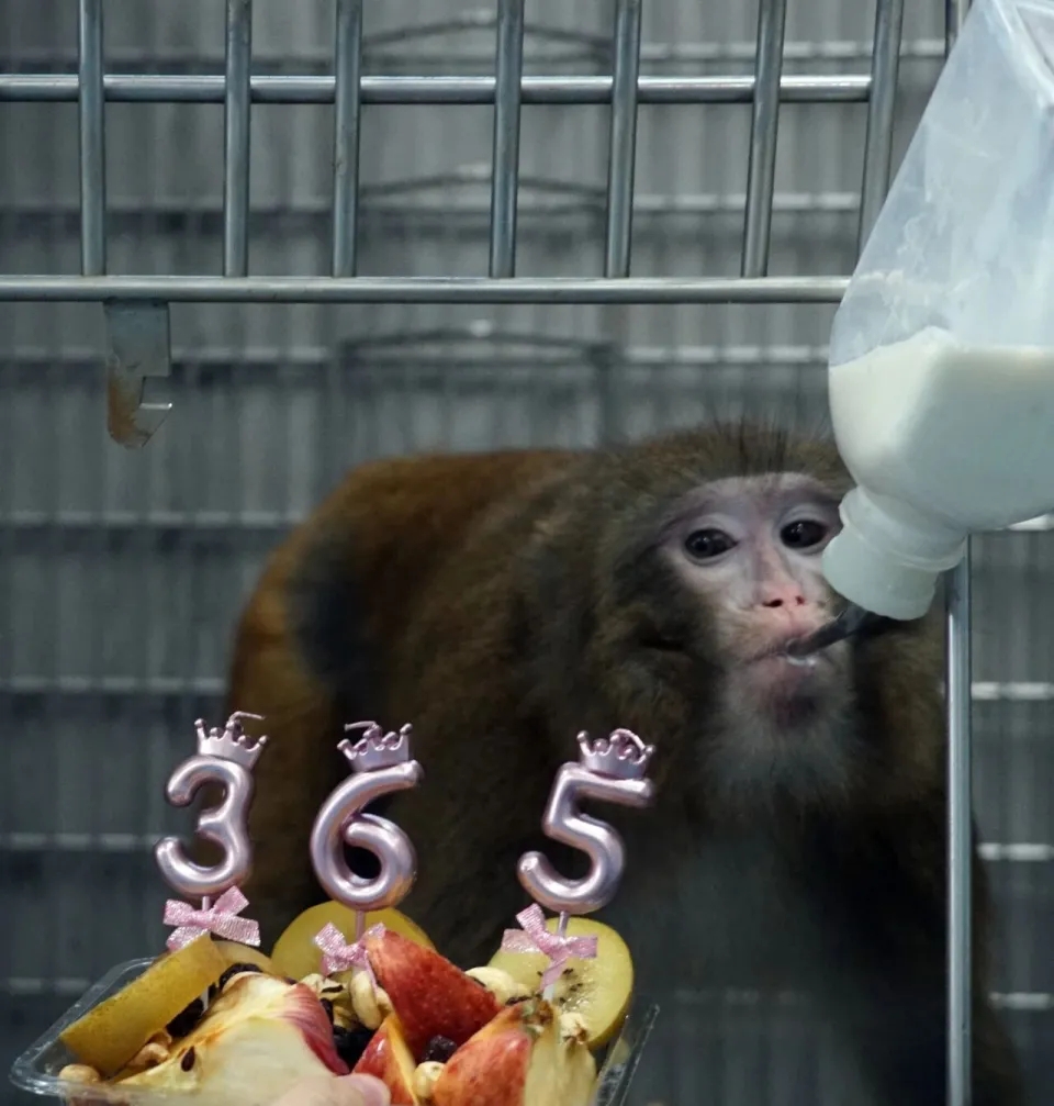 接受異種器官移植的獼猴。 接受異種器官移植的獼猴。