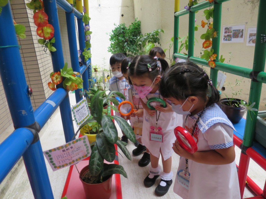 合一堂陳伯宏紀念幼稚園的學生在大自然探索區認識植物特性。（圖片來源：《親子王》）