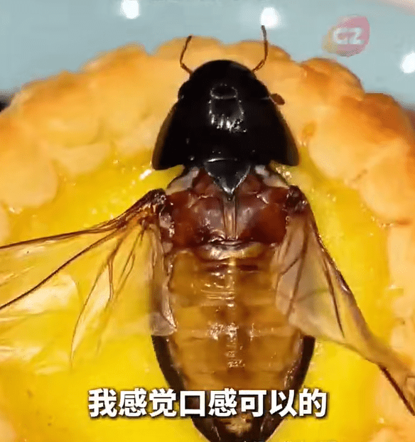 龍蝨（又稱水曱甴）屬廣東著名特色傳統昆蟲美食，被譽為「水中人蔘」。廣州廣播電視台