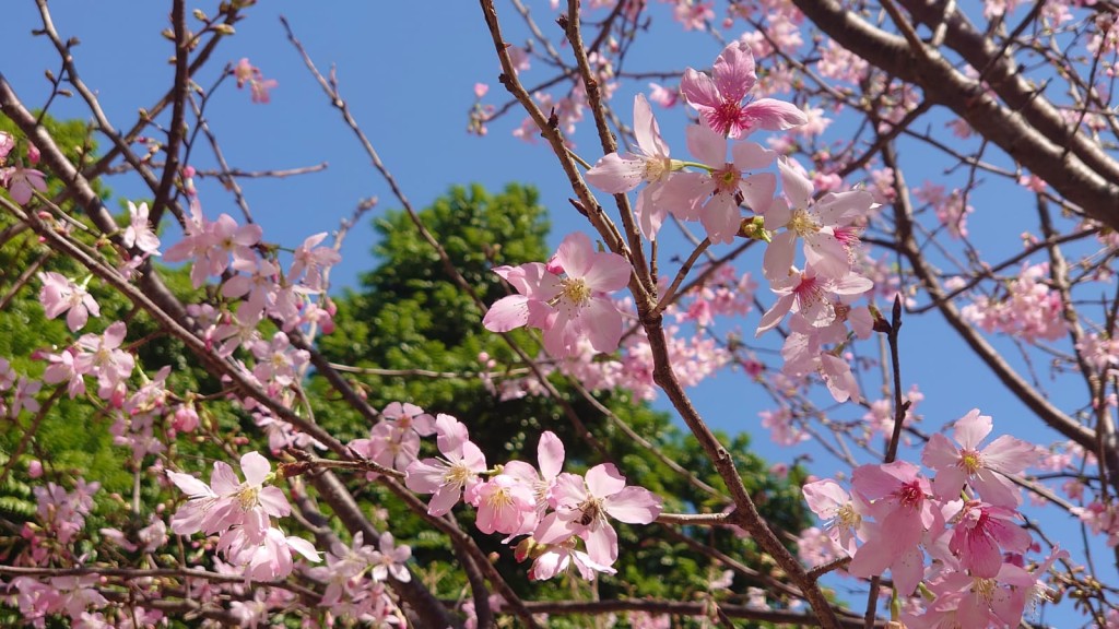 櫻花多於春季開花，天氣愈暖，花期愈早。（圖片來源：康文署）