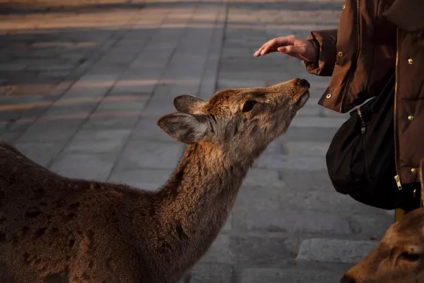 奈良鹿甚受遊客及日本國民喜愛。美聯社