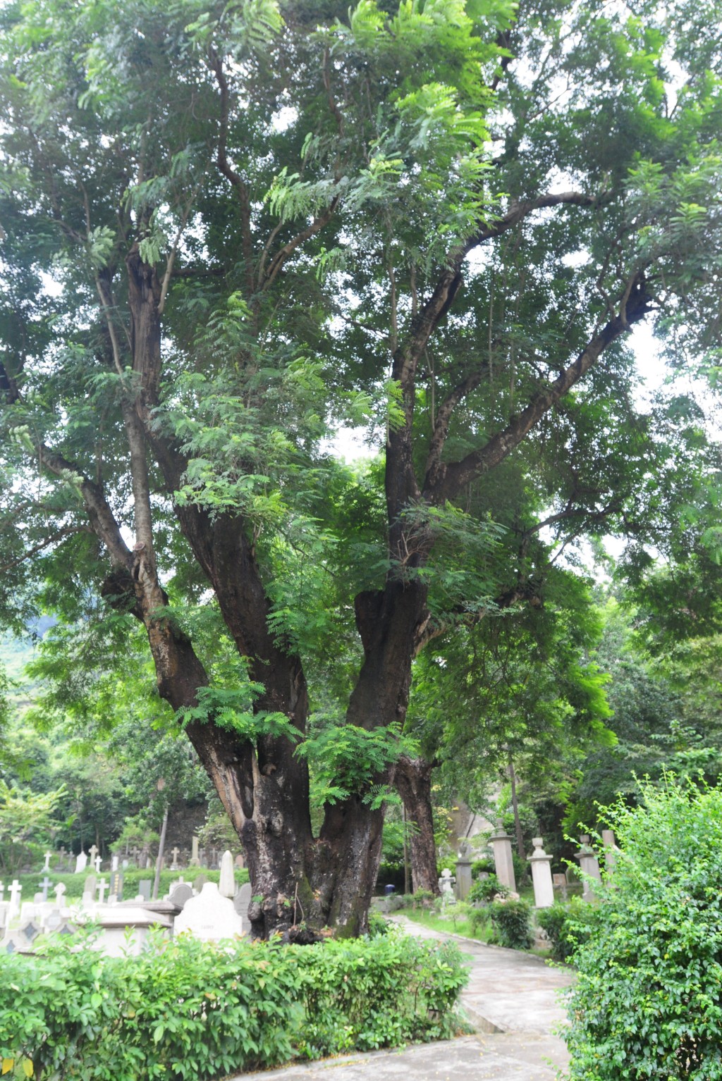 墓園內綠樹成蔭。資料圖片