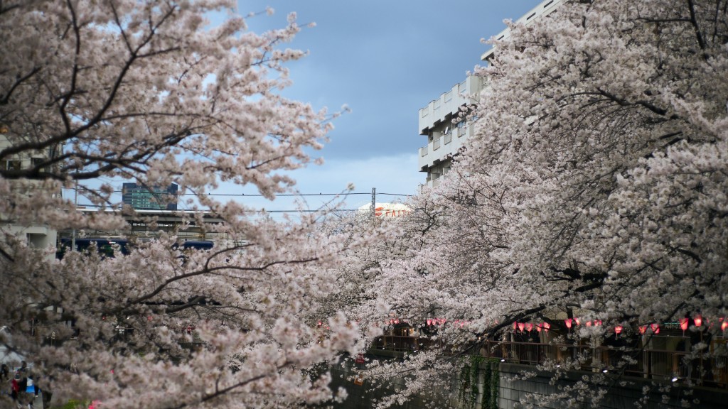 东京目黑川畔是著名赏樱胜地。 新华社