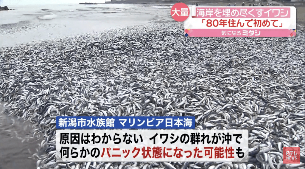当地电视媒体报道了海量沙怪鱼冲上岸的异常情况。