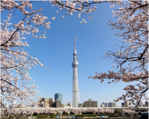 東京晴空塔及隅田公園是賞櫻花不能錯過的景點。
