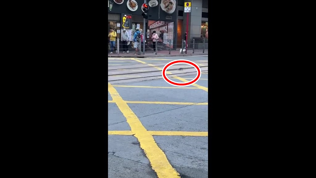 老鼠在筲箕灣道一十字路口的黃格內跑。網上截圖