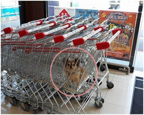 小狗面露無辜表情。爆料公社圖片