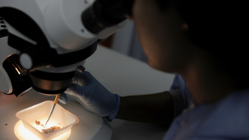 一名工作人員將雄性和雌性基因改造埃及伊蚊幼蟲分類。 路透社