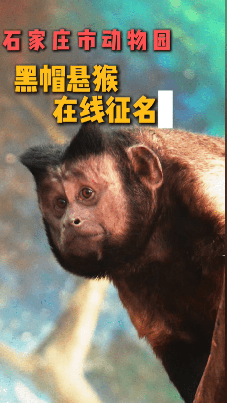 石家庄动物园“国字脸”网红萌猴，万名网民热烈参与征名。