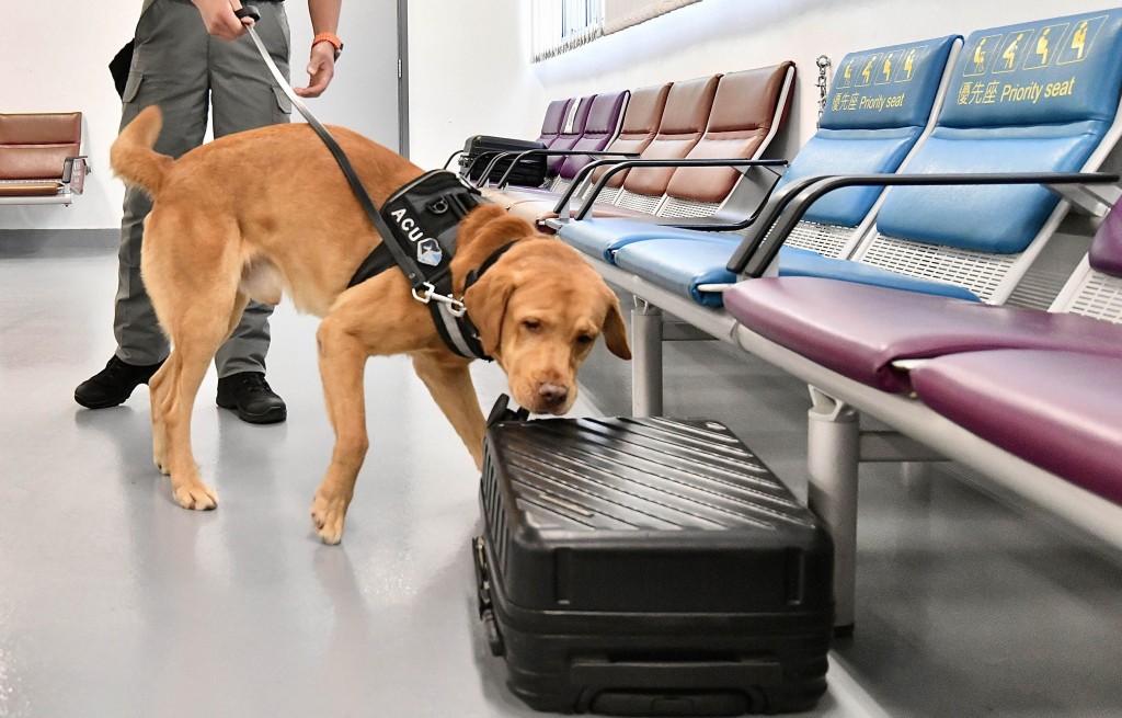 嗅探犬需在模擬客運大樓設施的場地進行行李搜索訓練。
