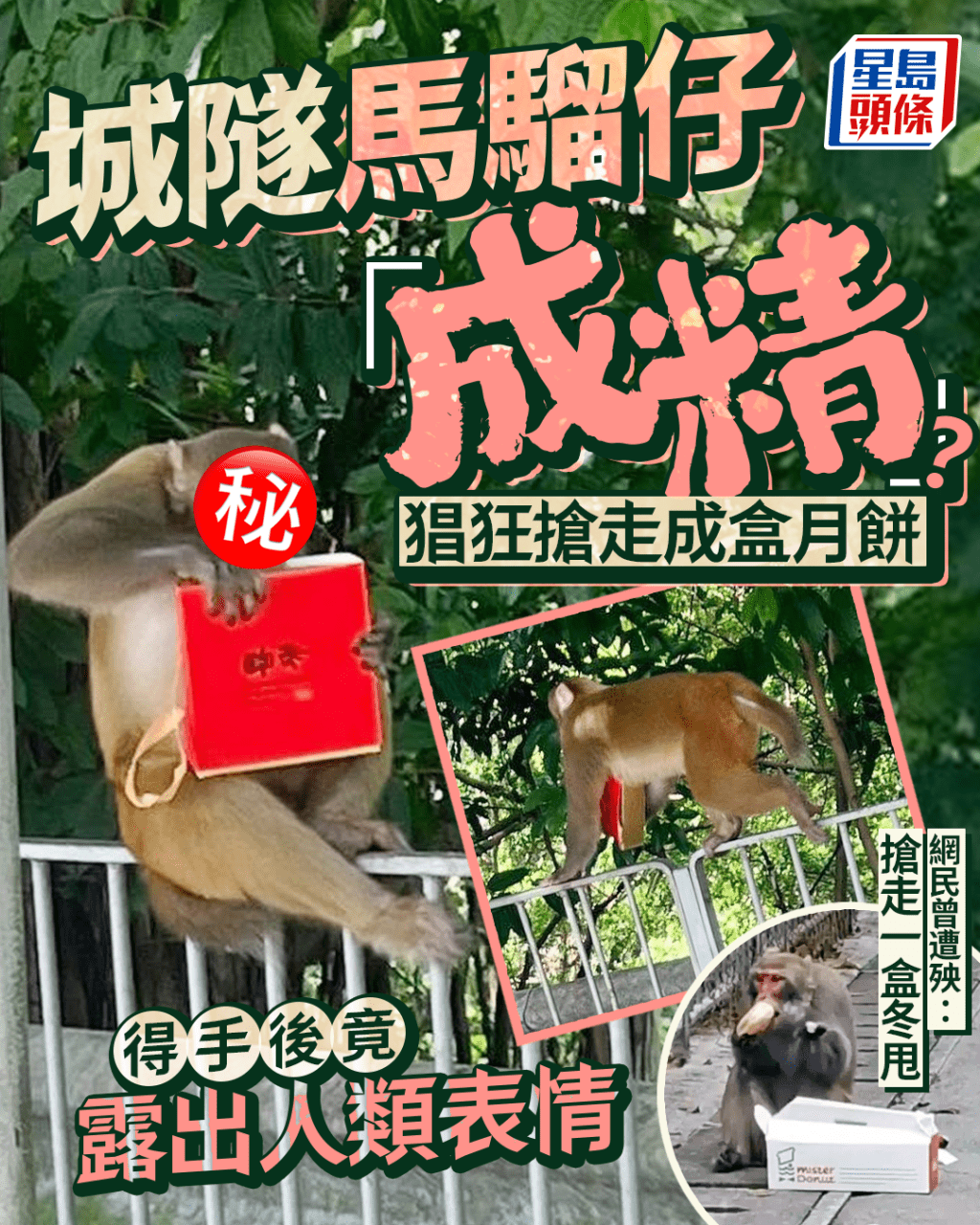 城隧馬騮仔「成精」? 猖狂搶走成盒月餅 得手後竟露出人類表情 城隧馬騮仔「成精」? 猖狂搶走成盒月餅 得手後竟露出人類表情