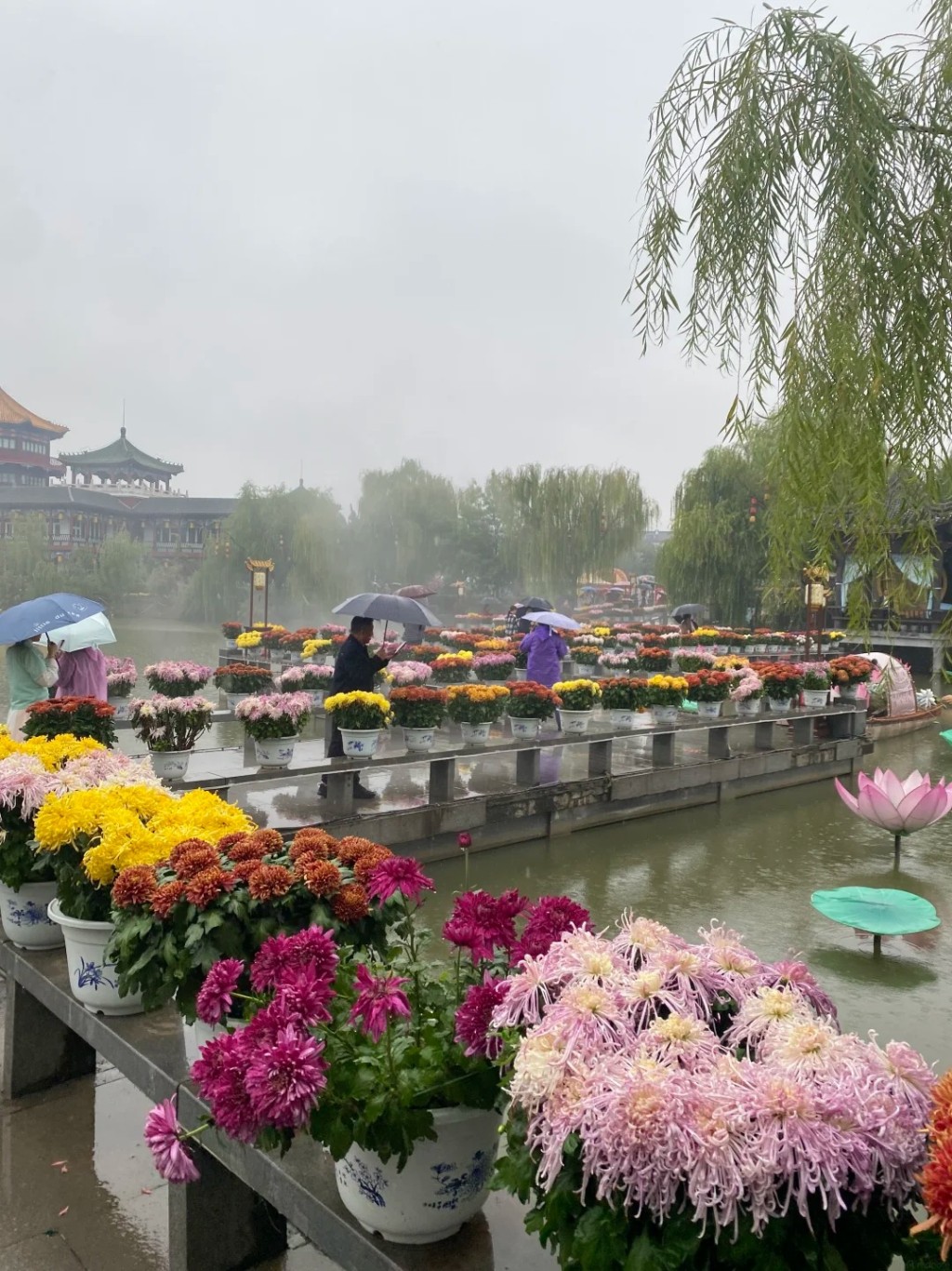 開封水下浮菊打破賞花只可在地上的固有思維,大獲好評。 開封水下浮菊打破賞花只可在地上的固有思維,大獲好評。