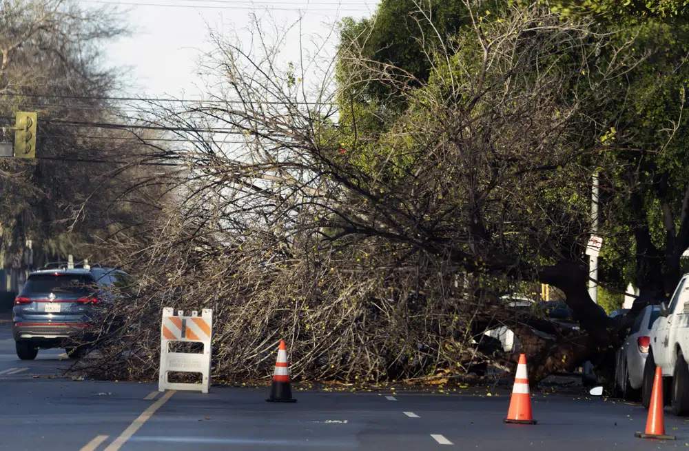 在洛杉磯範奈斯區，一棵風暴後被吹倒的樹，堵塞了交通。AP