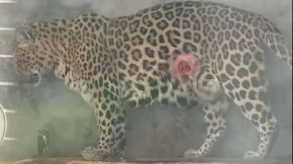 金錢豹腹部的血洞清晰可見到肌肉。