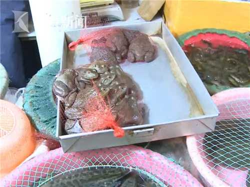 每年因食用癩蛤蟆死亡的案例屢見不鮮。(網圖)