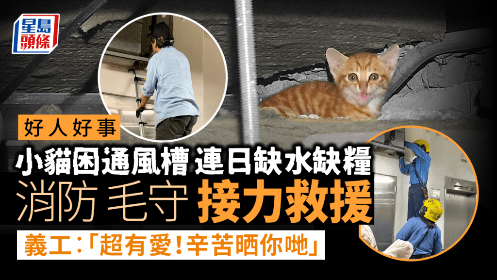 好人好事|蘇屋邨小貓困通風槽缺水糧數日 消防與動保組織齊心通宵拯救