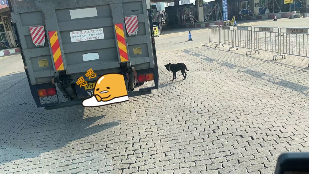 小黑跟隨貨車誤闖深圳。「香港動物報」圖片