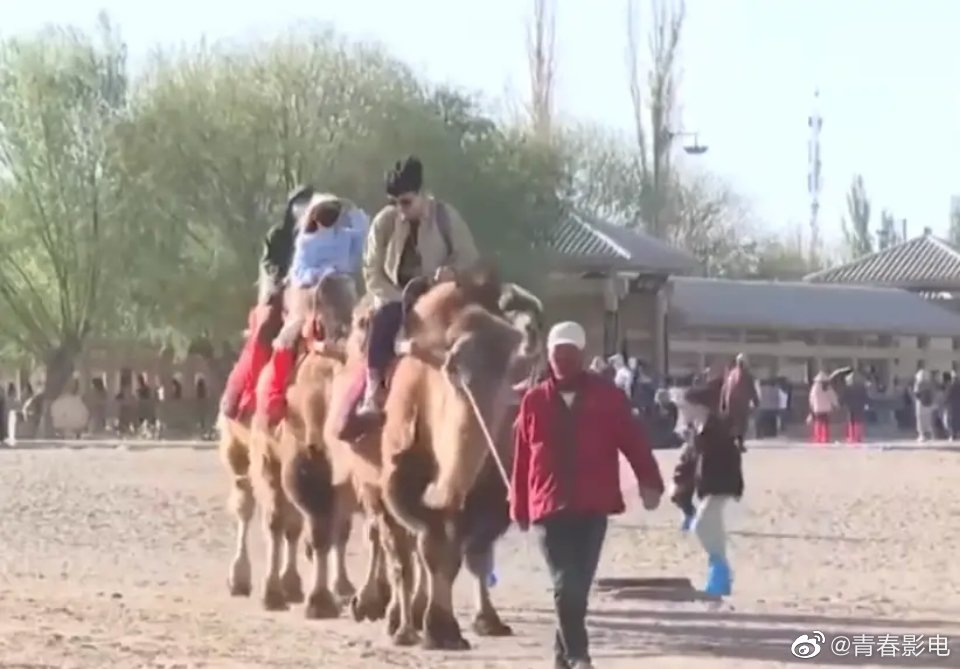 當地有多達2400隻駱駝供遊客騎乘。(央視畫面截圖)