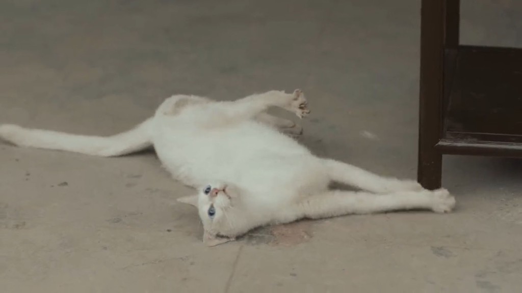  白貓不斷在地上掙扎。網片截圖