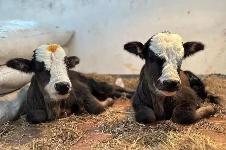 成功複製的阿沛甲咂牛。  重慶市雲陽縣農業農村委員會
