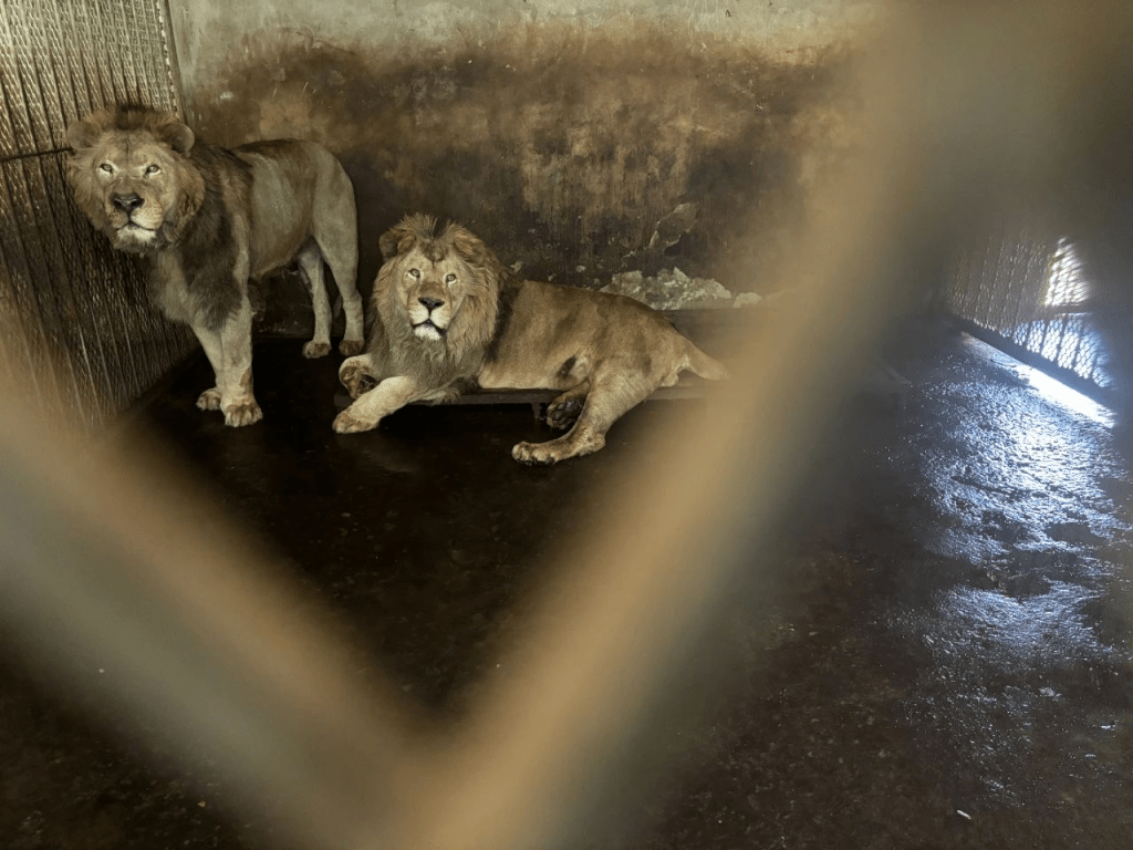 阜陽野生動物園裡動物生存環境堪憂。